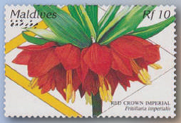 Fritillaria Imperialis.