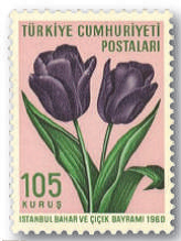 De zwarte tulp.